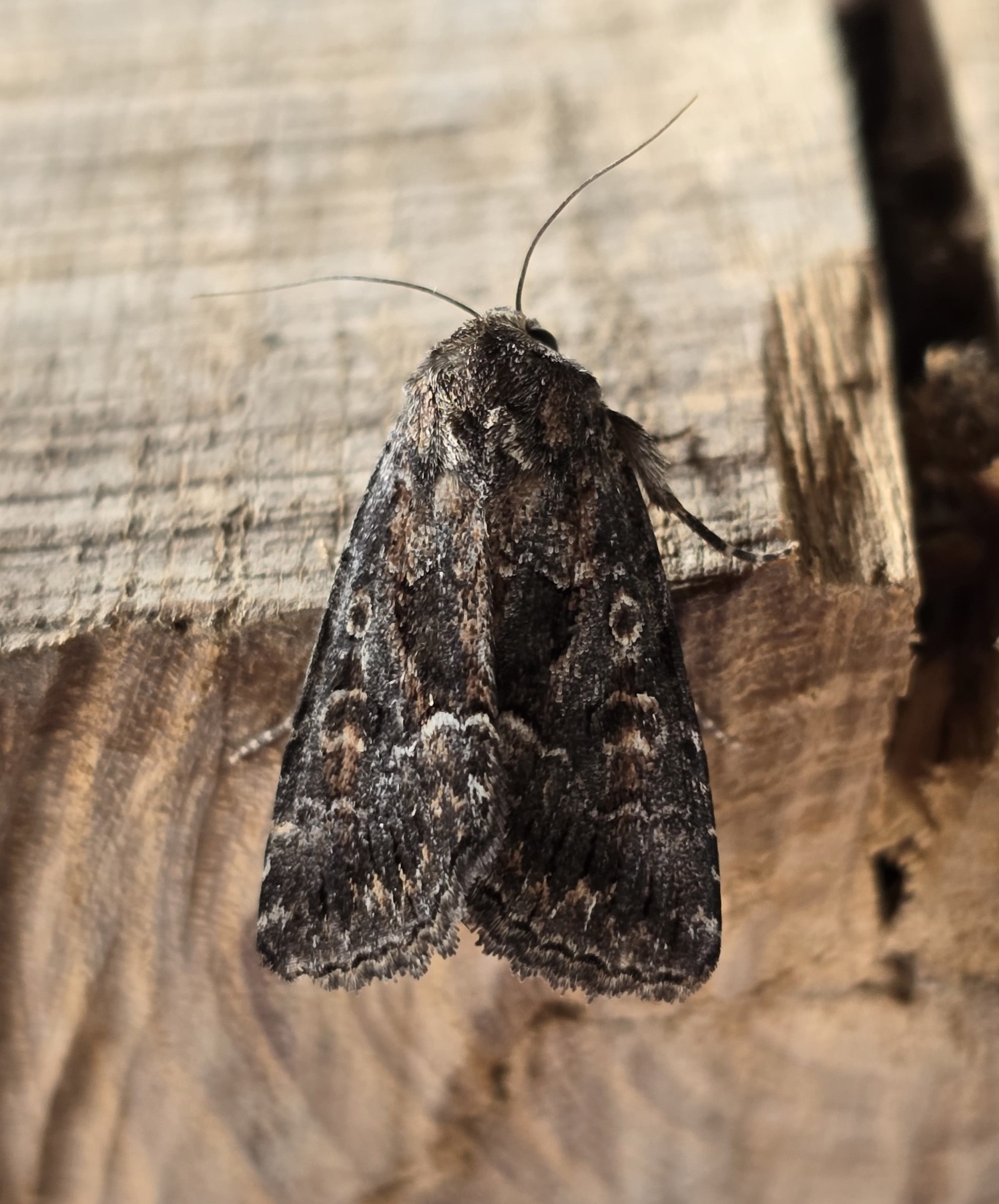 Photo of Straw Underwing (Thalpophila matura)